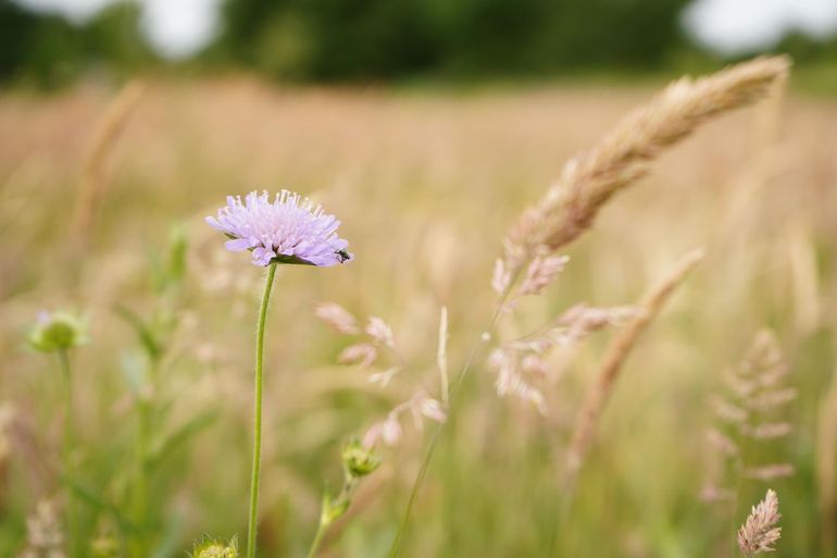 Botanisch grasland - Oirschot - Spoordonk