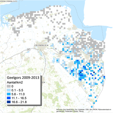 Verspreiding van de Geelgors in de Groninger akkerbouwgebieden 