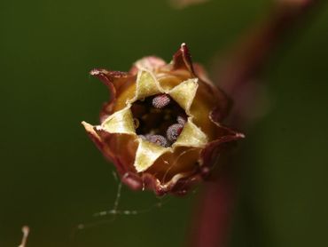 Zaaddoosje echte koekoeksbloem, van boven