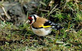 Carduelis carduelis. Putter