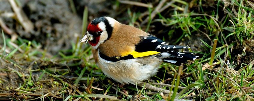 Carduelis carduelis. Putter