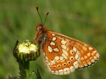 Moerasparelmoervlinder, één van de beschermde vlinders in Europa