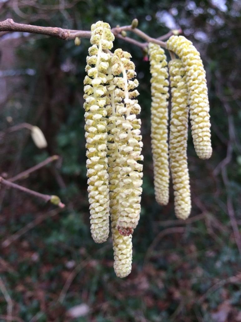 Mannelijke bloemen (katjes) van de hazelaar. De bloei kan doorgegeven worden op het moment dat de bloemen zich helemaal uitgestrekt hebben en het pollen vrij komt