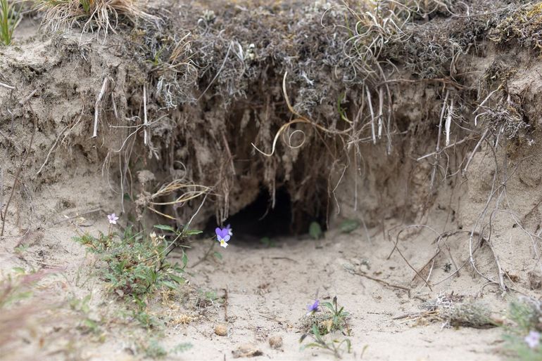 Konijnen zorgen met het graven van holen en het grazen voor meer biodiversiteit in de duinen