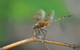 Christian König Dragonfly