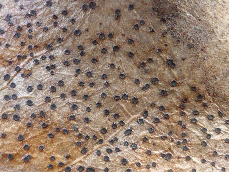 Vele hulstdekselbekertjes bij elkaar