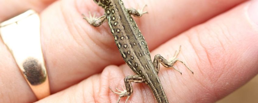 Juveniele zandhagedis, net uit het ei, 17 juli 2010