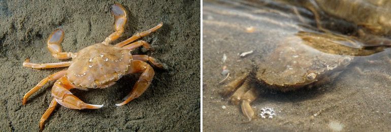 Links: levende Gewone zwemkrab met vaak oranje poten en andere delen (Bron: Mick Otten). Rechts: Grijze zwemkrab, die levend vaak, maar niet altijd, wat (groen)grijzer is.