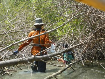 Data collection at eroding mangrove site.