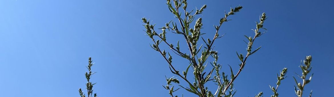 Bijvoet bijna in bloei