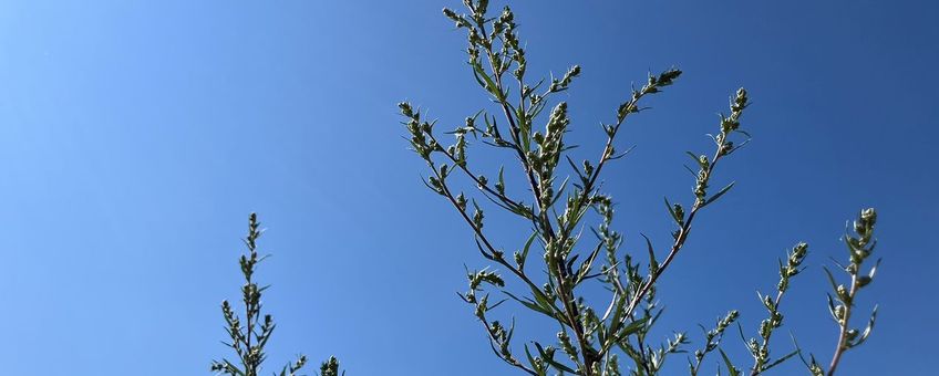 Bijvoet bijna in bloei