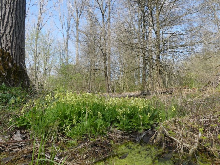 Slanke sleutelbloemen in Wijboschbroek