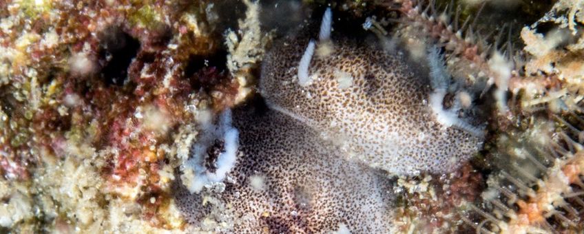 De Kleine sterslak (Atalodoris pusilla) op wrak 38324 (T1 wrak) in de Nederlandse Noordzee