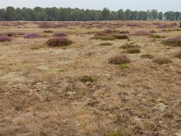 De zuidelijk gelegen heideterreinen, zoals deze in Noord-Brabant, zijn kleiner en worden meer beïnvloed door stikstofdepositie