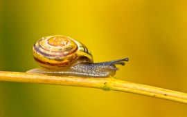 Cepaea nemoralis, Zwartgerande tuinslak