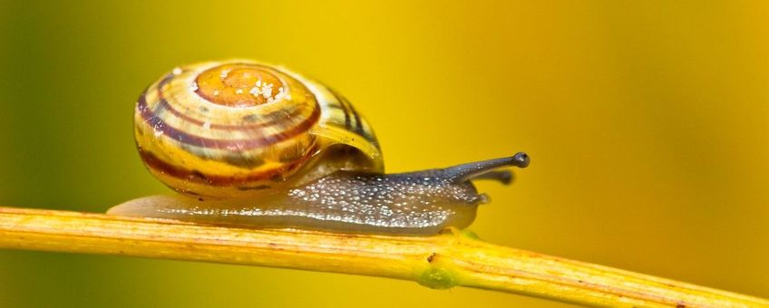 Cepaea nemoralis, Zwartgerande tuinslak