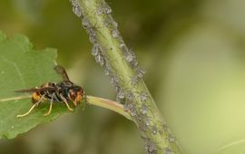 Aziatische hoornaar op meeldauw van Dromedarisbladluis.