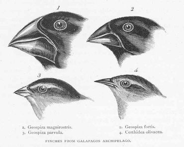 Darwin finches as described by Charles Darwin