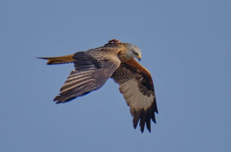 Third calendar year red kite from Heerlen, this bird died on July 19, 2022 in North Brabant as a result of a collision with a train, April 29, 2022