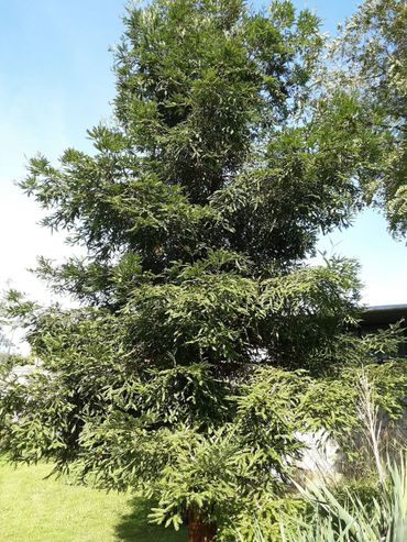 Sequaoiadendron giganteum in Diergaarde Blijdorp