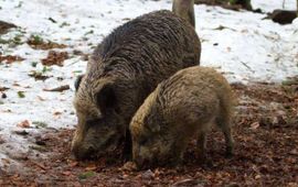 Sus scrofa. Wild zwijn