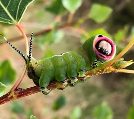 hermelijnvlinder rups