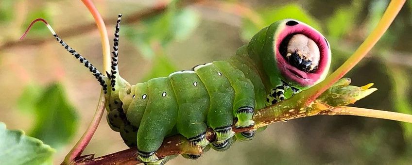 hermelijnvlinder rups