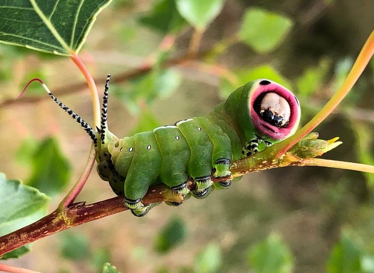 De rups van de hermelijnvlinder is een opvallende verschijning