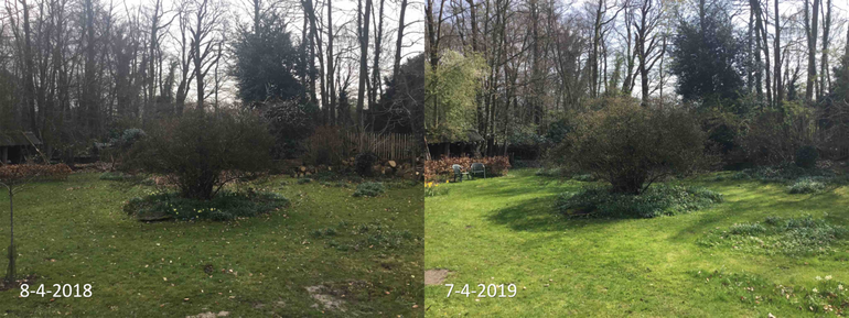 Verschil in ontwikkeling van een Azalea mollis in Enschede tussen 8 april 2018 en 7 april 2019