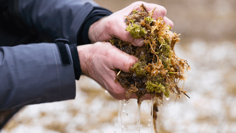 Door hun sponswerking slaan veenmossen veel water op