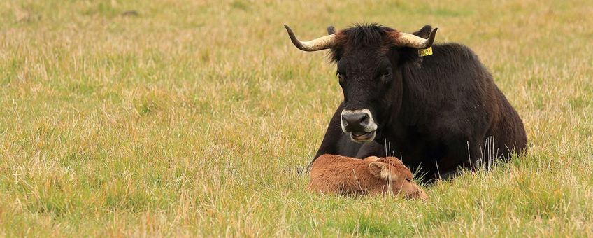 Tauros koe met kalf