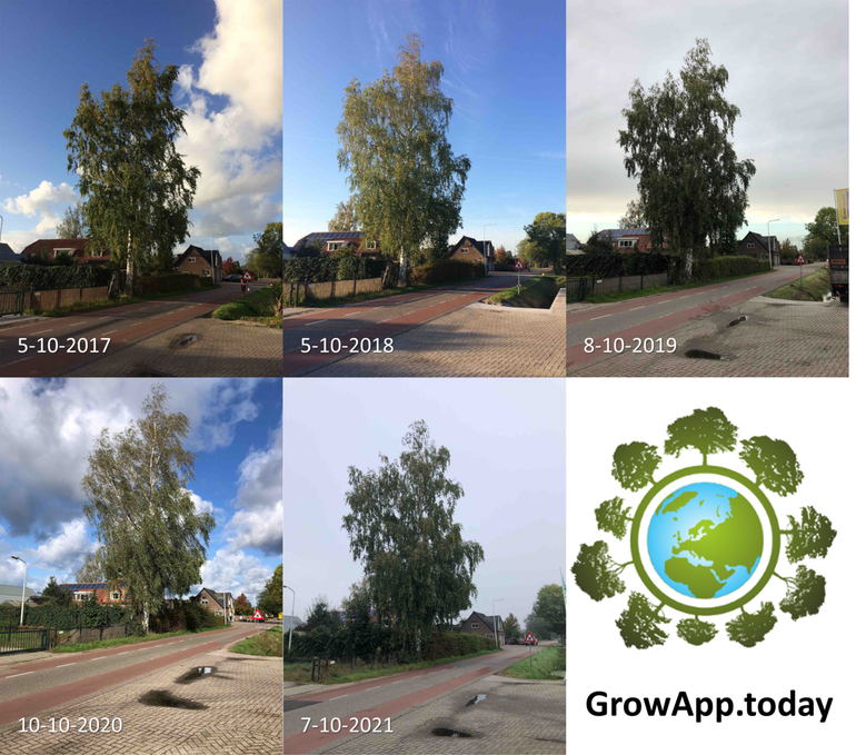 Leaf colouring at a birch in Bennekom is not really visible in the first week of October in the years 2017 to 2021