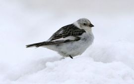Donna Dewhurst Fish and Wildlife Service; Public Domain