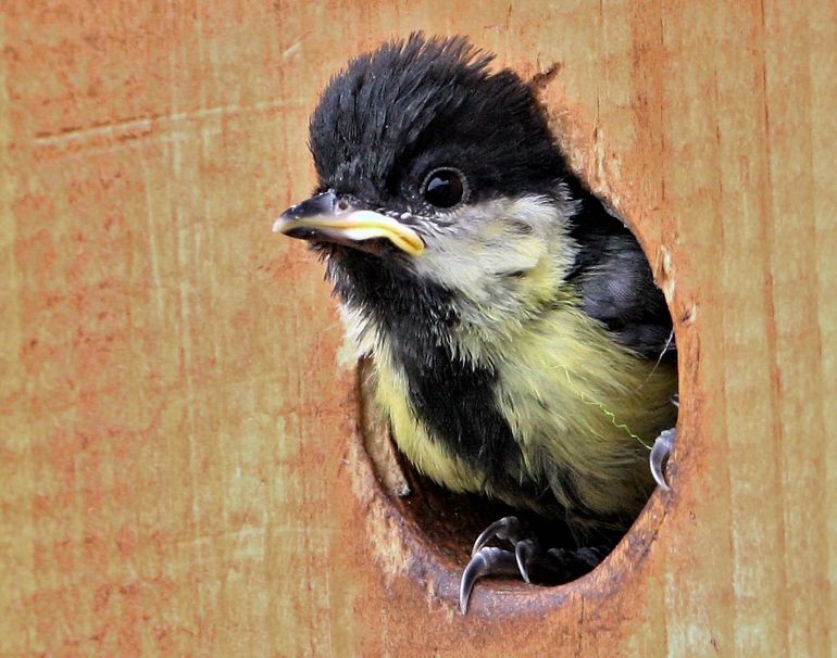 Het is normaal dat jonge vogels hun nest verlaten als ze nog niet kunnen vliegen