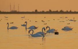 Cygnus olor. Knobbelzwaan