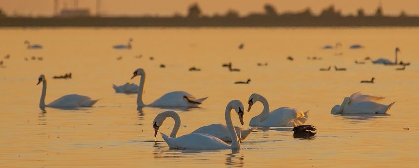 Cygnus olor. Knobbelzwaan