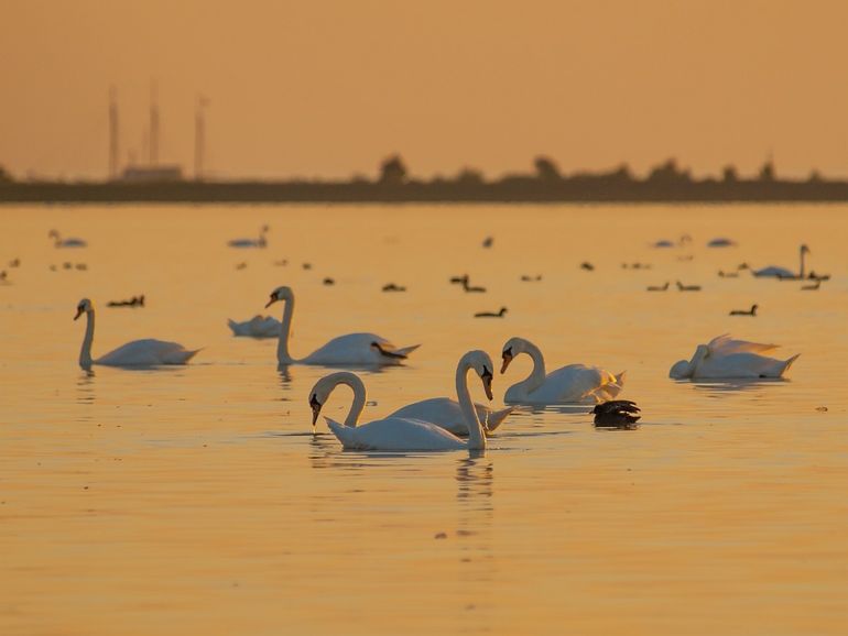 Knobbelzwanen op het IJsselmeer