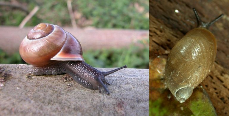 Algemene, bekende landslakken als de Gewone tuinslak (Cepaea nemoralis) - links - en de Barnsteenslak (Succinea putris) - rechts - konden zelfs in 2021 nog niet levend worden vastgesteld op de Marker Wadden