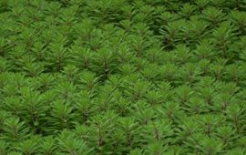Johan van Valkenburg Myriophyllum brasiliensis