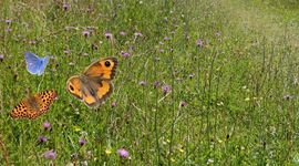 Kruidenrijk grasland met vlinders - primair