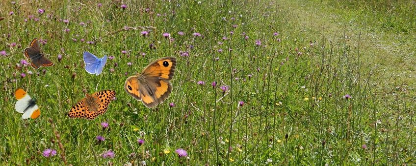 Kruidenrijk grasland met vlinders - primair