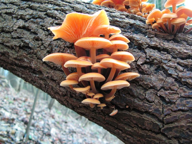Fluweelpootjes behoren tot de vaste paddenstoelen van het winterhalfjaar