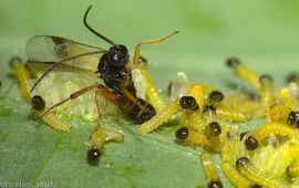 Sluipwesp legt eitjes in rups koolwitje