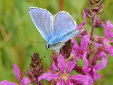 Mannetjes van het icarusblauwtje zijn van boven prachtig felblauw van kleur