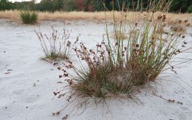 Laurens Sparrius Trekrus in zandverstuiving