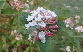 Mike Hirschler viburnum tinus sneeuwbal IVN