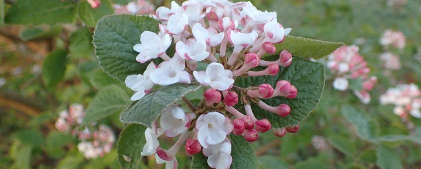 viburnum tinus sneeuwbal IVN