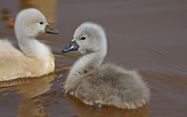 Cygnus olor. Knobbelzwaan