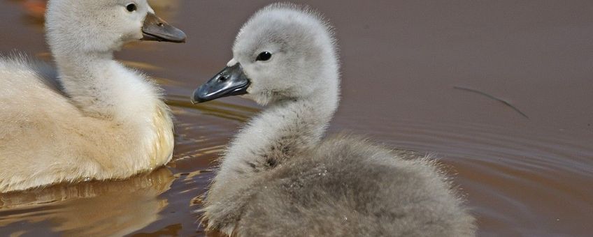 Cygnus olor. Knobbelzwaan