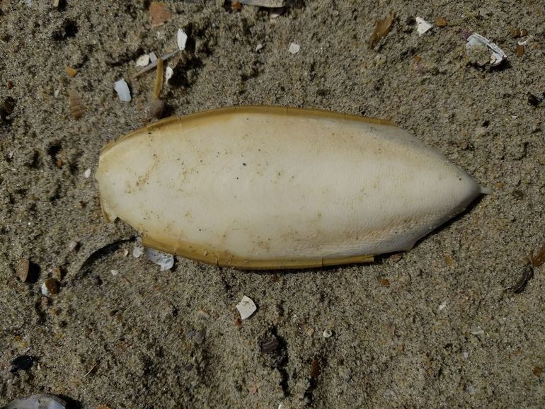 Als je zeeschuim op het strand vindt, is dat meestal van de zeekat